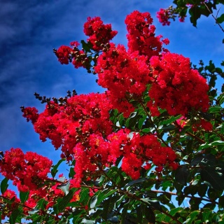 Lagerstroemia Petite Red P9(0,5L)