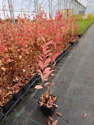 Lagerstroemia Petite Red P9(0,5L)