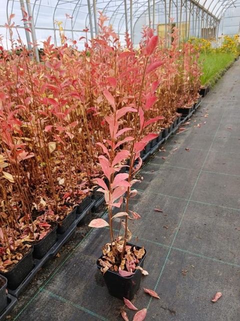 Lagerstroemia Petite Red P9(0,5L)