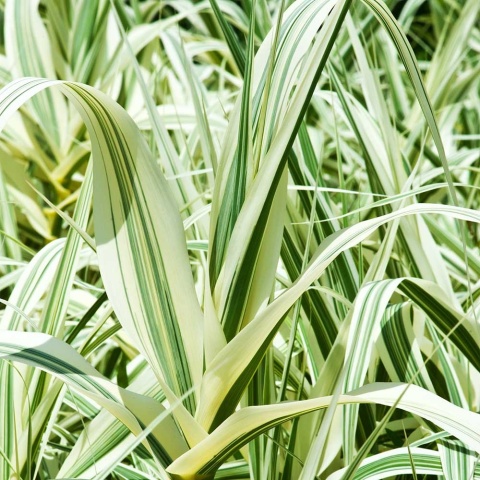 Lasecznica trzcinowata Ely 2L