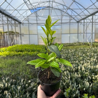 Laurowiśnia wschodnia ‚Genolia' 1L