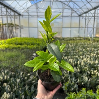 Laurowiśnia wschodnia ‚Genolia' 1L
