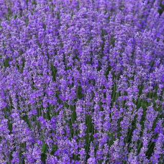 Lawenda pośrednia Phenomenal 0,7L