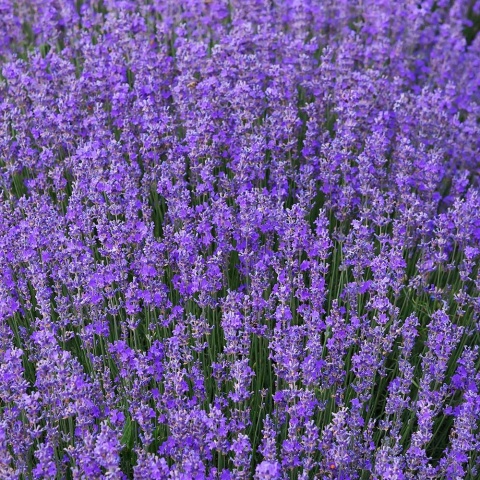 Lawenda pośrednia Phenomenal 0,7L