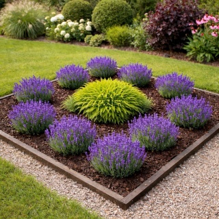 Lawenda wąskolistna LesBleus Thierry 0,7L