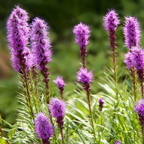 Liatra kłosowa Floristan Violet 2L