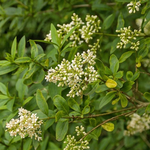 Ligustr pospolity 2L