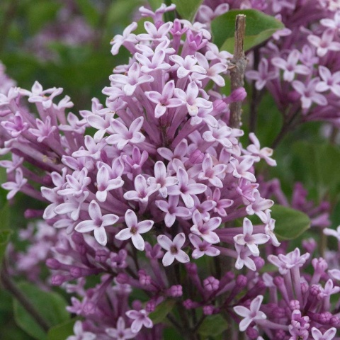 Lilak Mayera Palibin 3L