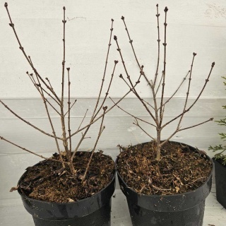 Lilak Mayera Palibin 3L