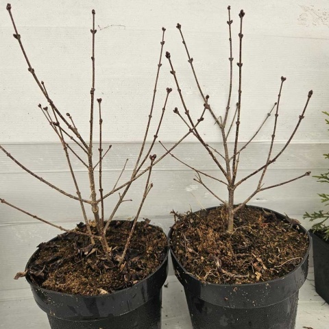 Lilak Mayera Palibin 3L