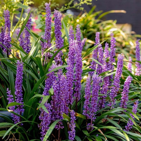 Liriope szafirkowata Big Blue P9(0,5L)