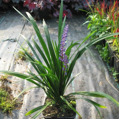 Liriope szafirkowata Big Blue P9(0,5L)