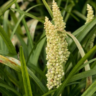 Liriope szafirkowata Monroe White 2L