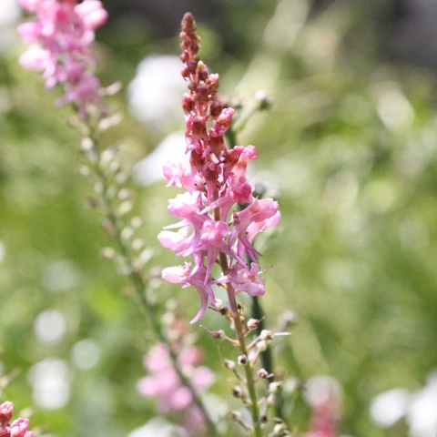 Lnica purpurowa Canon J. Went P11(1L)