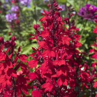 Lobelia okazała Starhip Burgundy 2L