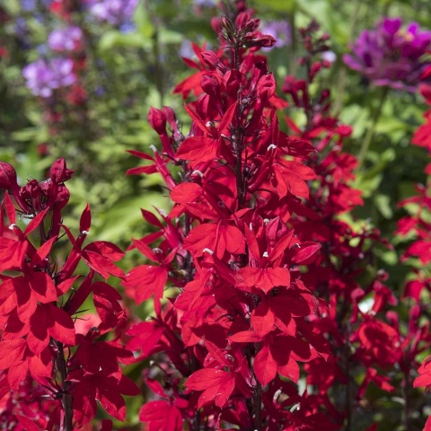 Lobelia okazała Starhip Burgundy 2L