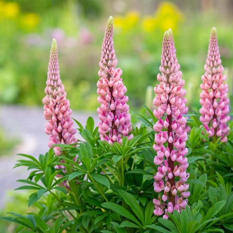 Łubin różowy 1,5L