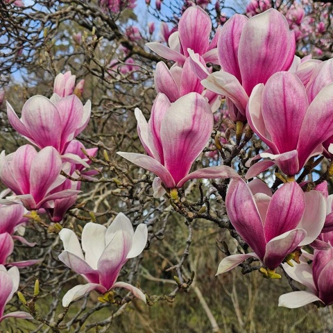 Magnolia Soulangeana 2L