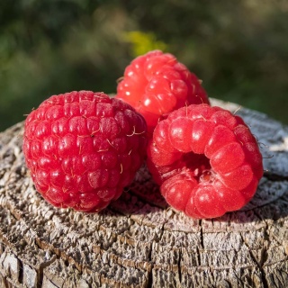 Malina Polka P9(0,5L)