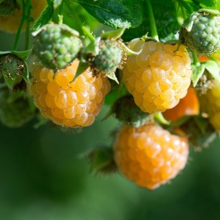 Malina Poranna Rosa P9(0,5L)