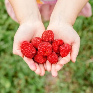 Malinotruskawka P9(0,5L)