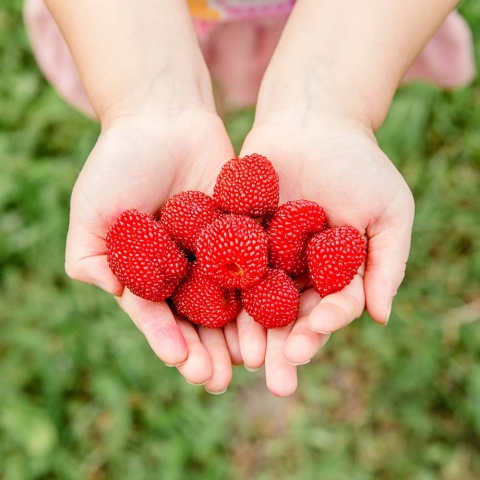 Malinotruskawka P9(0,5L)