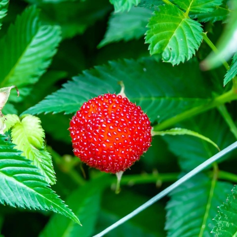 Malinotruskawka P9(0,5L)