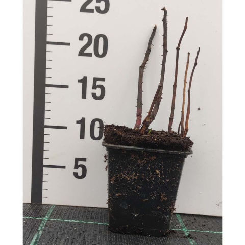 Malinotruskawka P9(0,5L)