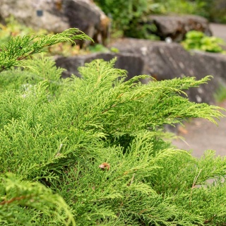 Mikrobiota syberyjska 2L