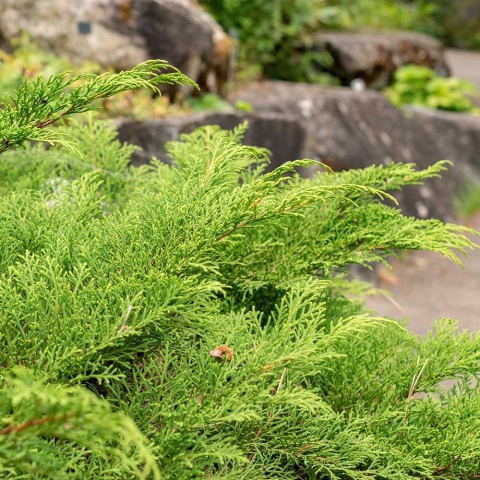 Mikrobiota syberyjska 2L