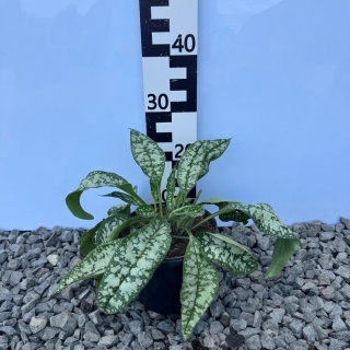 Miodunka Trevi Fountain 2L