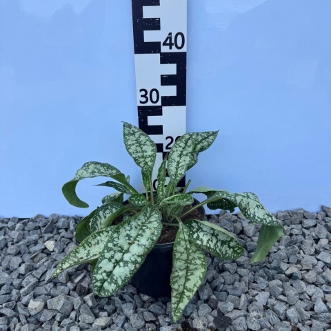 Miodunka Trevi Fountain 2L