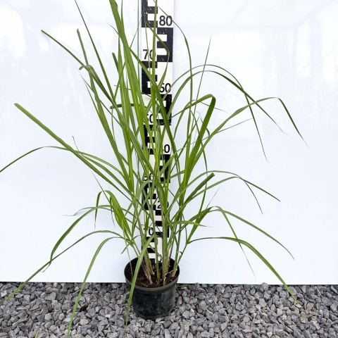 Miskant Giganteus 2L