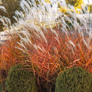 Miskant chiński Droning Ingrid 2L