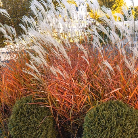 Miskant chiński Droning Ingrid 2L