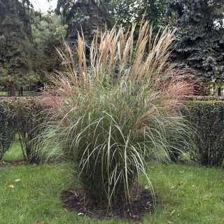 Miskant chiński Ferner Osten 2L