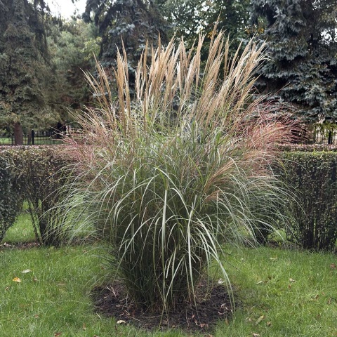 Miskant chiński Ferner Osten 2L