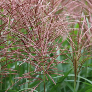 Miskant chiński Flamingo 2L