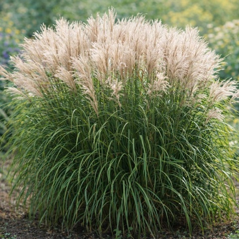 Miskant chiński Graciella 2L