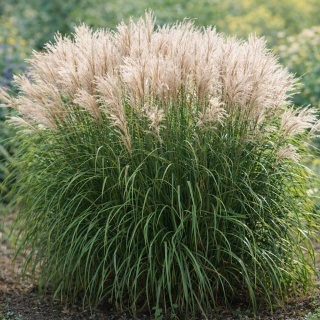 Miskant chiński Graciella 2L