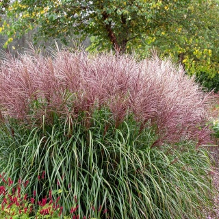 Miskant chiński Huron Sunrise 2L