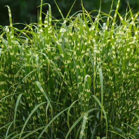 Miskant chiński Little Zebra 2L