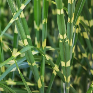 Miskant chiński Little Zebra 2L