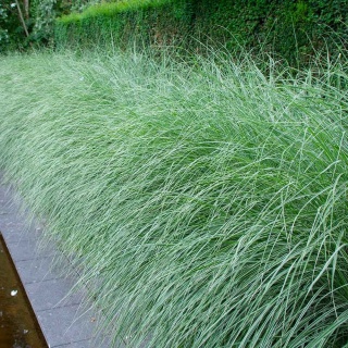 Miskant chiński Morning Light 2L