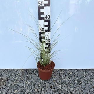 Miskant chiński Morning Light 2L