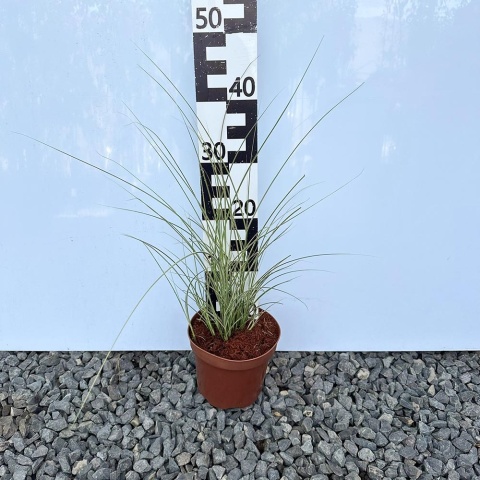 Miskant chiński Morning Light 2L