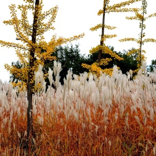 Miskant chiński Purple Fall P9(0,5L)