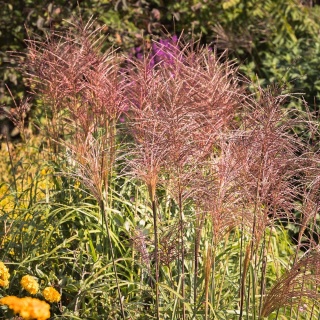 Miskant chiński Red Chief 2L