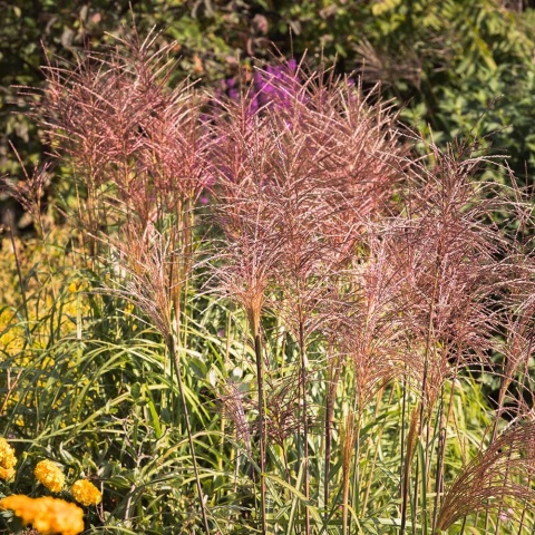 Miskant chiński Red Chief 2L