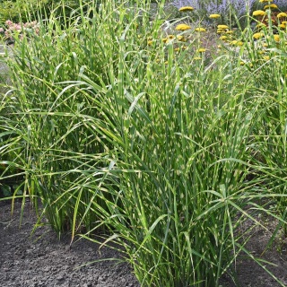 Miskant chiński Strictus 2L